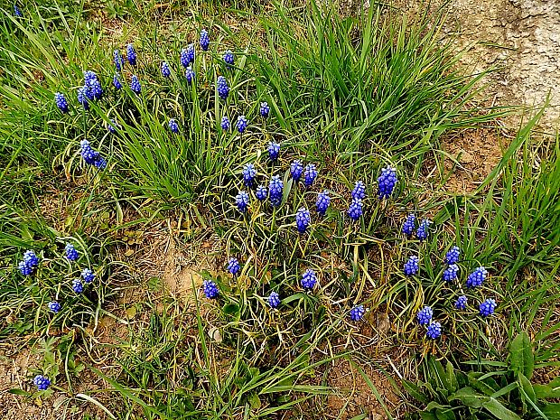 modrica Muscari sp.