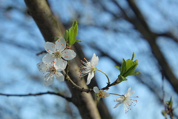 divá slivka Prunus sp.