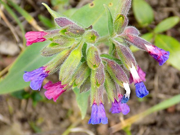 pľúcnik Pulmonaria sp.