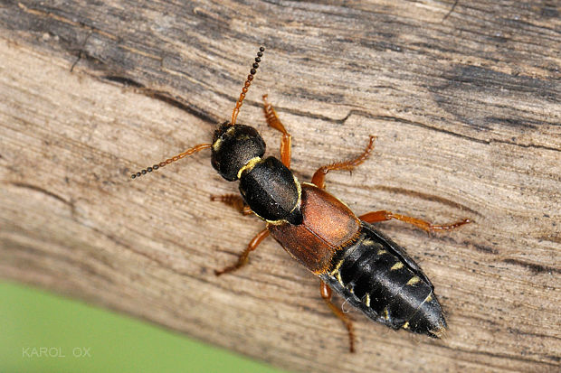 drobčík Staphylinus dimidiaticornis