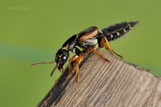 drobčík Staphylinus dimidiaticornis