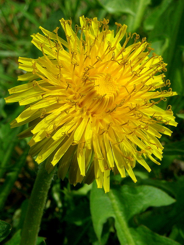 púpava lekárska Taraxacum officinale (L.) Weber ex F.H.Wigg