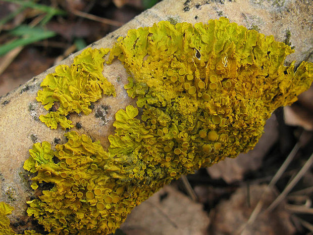 diskovník múrový Xanthoria parietina var. parietina