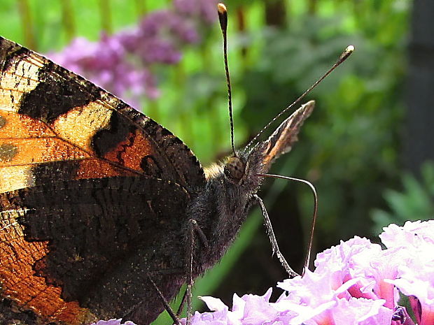 babočka kopřivová Aglais urticae