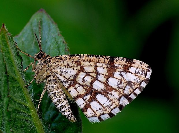 listnatka ďatelinová (sk) / kropenatec jetelový (cz) Chiasmia clathrata Linnaeus,1758