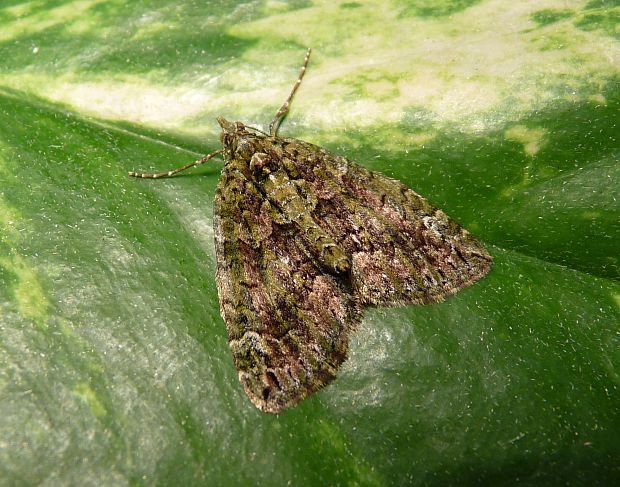 piadivka lipová / píďalka lipová  Chloroclysta siterata