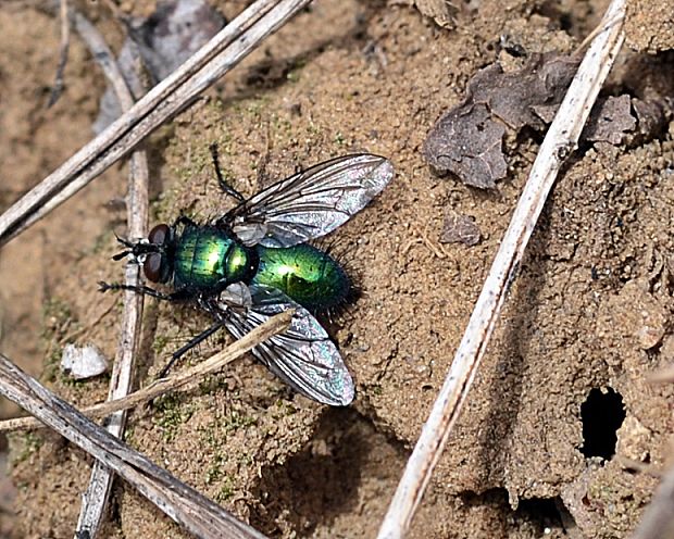 bystruša Chrysosomopsis auratus  (Dipt., Tachinidae).