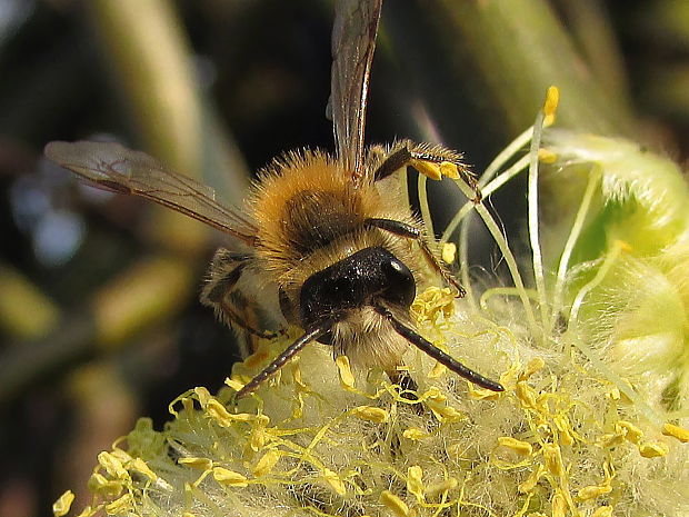 hedvábnice jarní, M Colletes cunicularis