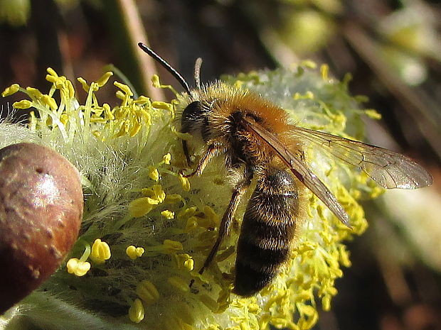 hedvábnice jarní, M Colletes cunicularis