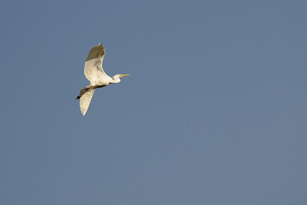 beluša veľká Egretta alba