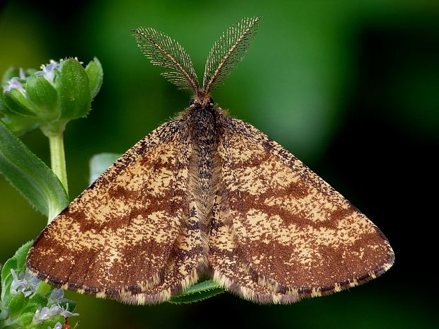 piadivka vresová (sk) / tmavoskvrnáč vřesový (cz) Ematurga atomaria Linnaeus, 1758