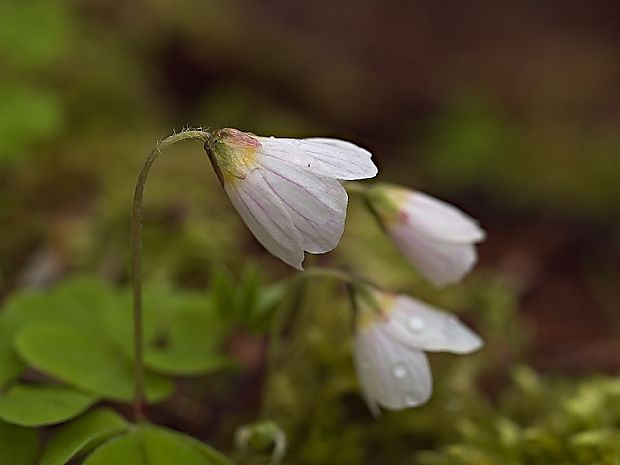 kyslička obyčajná Oxalis acetosella L.