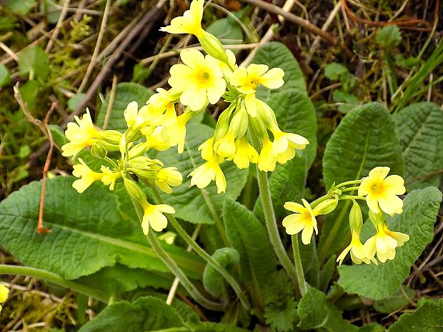 prvosienka vyššia Primula elatior (L.) L.