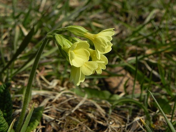 prvosienka vyššia Primula elatior (L.) L.