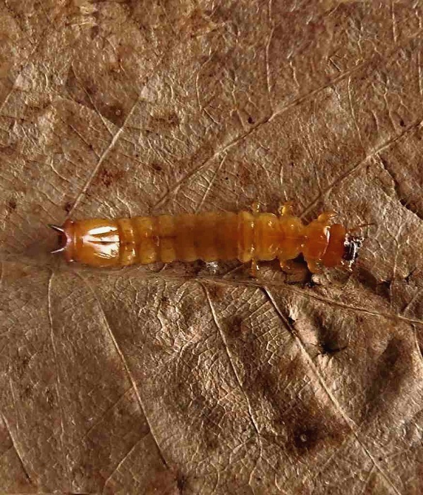 červenáčik ohnivý, larva Pyrochroa coccinea Linnaeus, 1761