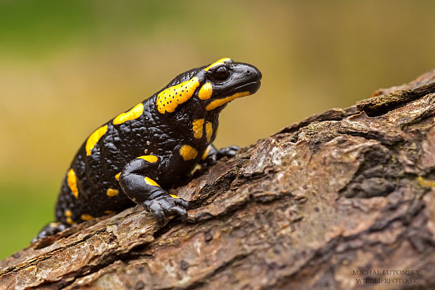 salamandra škvrnitá Salamandra salamandra