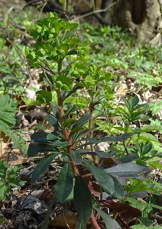 mliečnik mandľolistý Tithymalus amygdaloides (L.) Hill