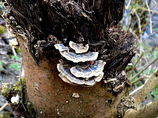 trúdnikovec pestrý Trametes versicolor (L.) Lloyd