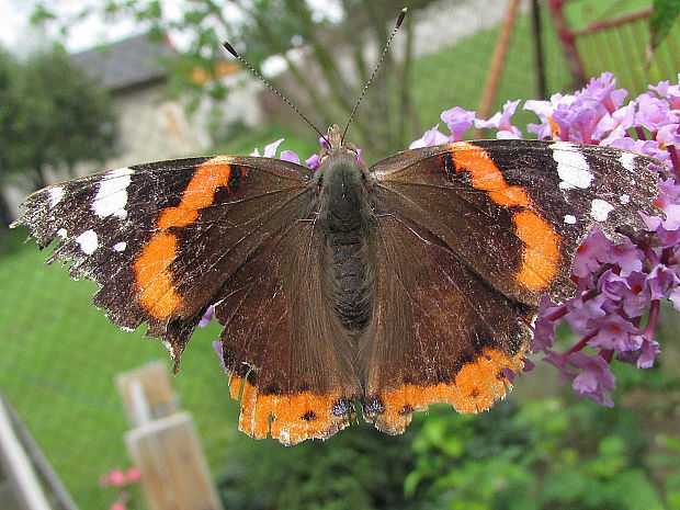 babočka admirál Vanessa atalanta