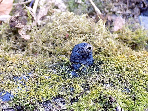 drevnatec Xylaria sp.