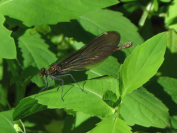 motýlice obecná, F Calopteryx virgo