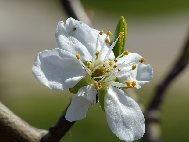 čerešňa Cerasus avium (L.) Moench