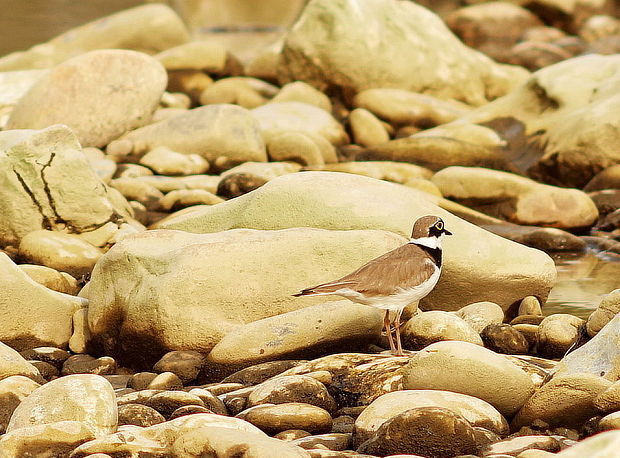 kulík riečny Charadrius dubius