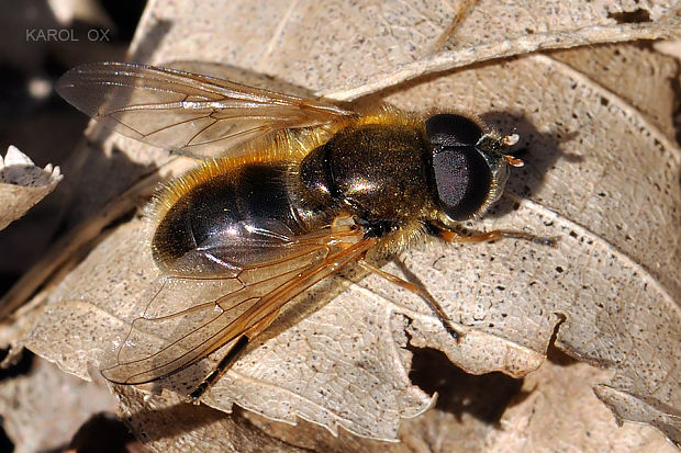 pestrica Cheilosia albipila