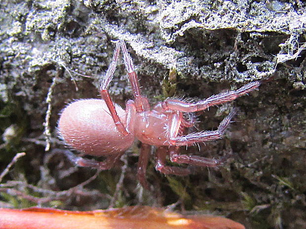 pacedivečka, JUV Cicurina cicur