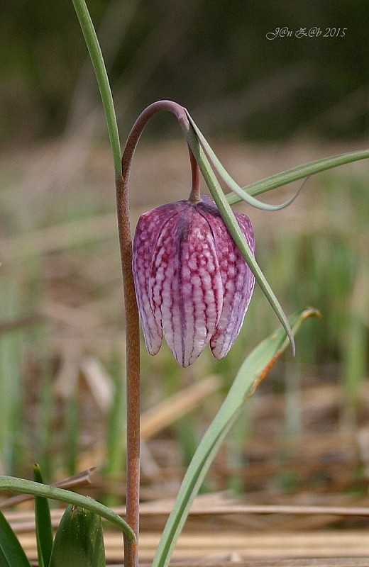 korunkovka strakatá Fritillaria meleagris L.