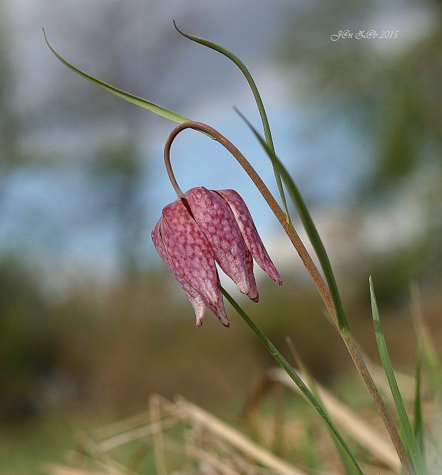 korunkovka strakatá Fritillaria meleagris L.