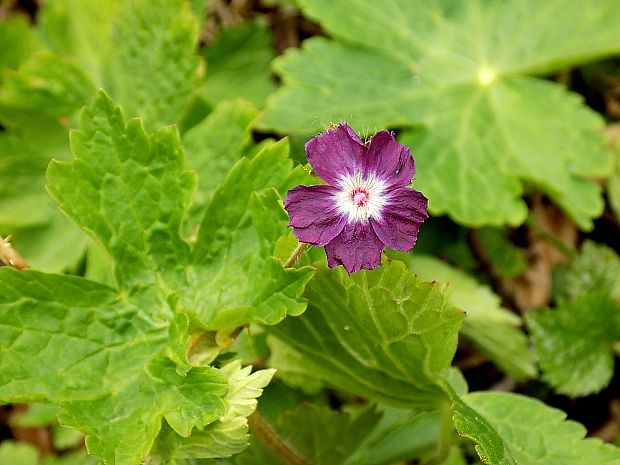 pakost hnedočervený Geranium phaeum L.