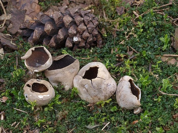 chriapač sosnový Helvella leucomelaena (Pers.) Nannf.