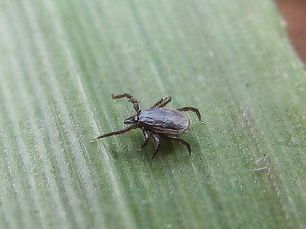 klíště obecné Ixodes ricinus