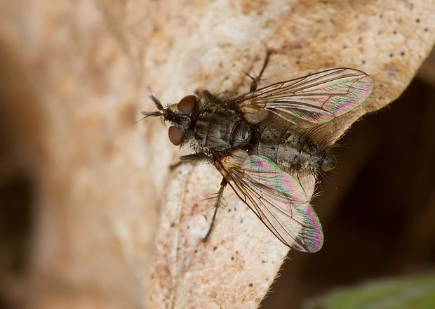 bystruša Lecanipa bicincta