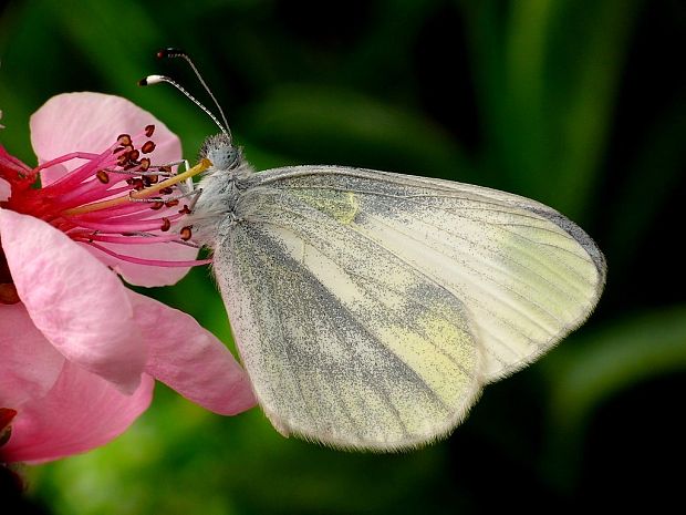 mlynárik hrachorový (sk) / bělásek hrachorový (cz) Leptidea sinapis Linnaeus, 1758