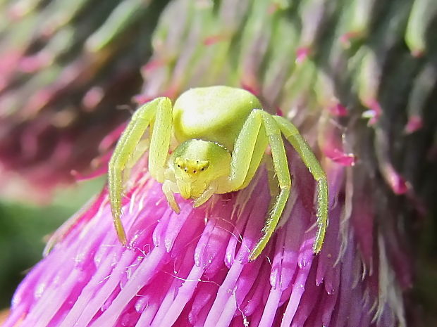 běžník kopretinový Misumena vatia