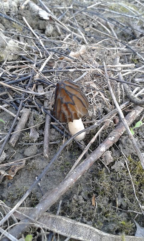 smrčok Morchella sp.