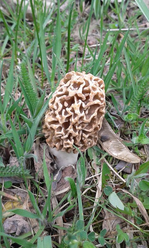 smrčok Morchella sp.