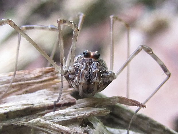 sekáč domácí Opilio parietinus