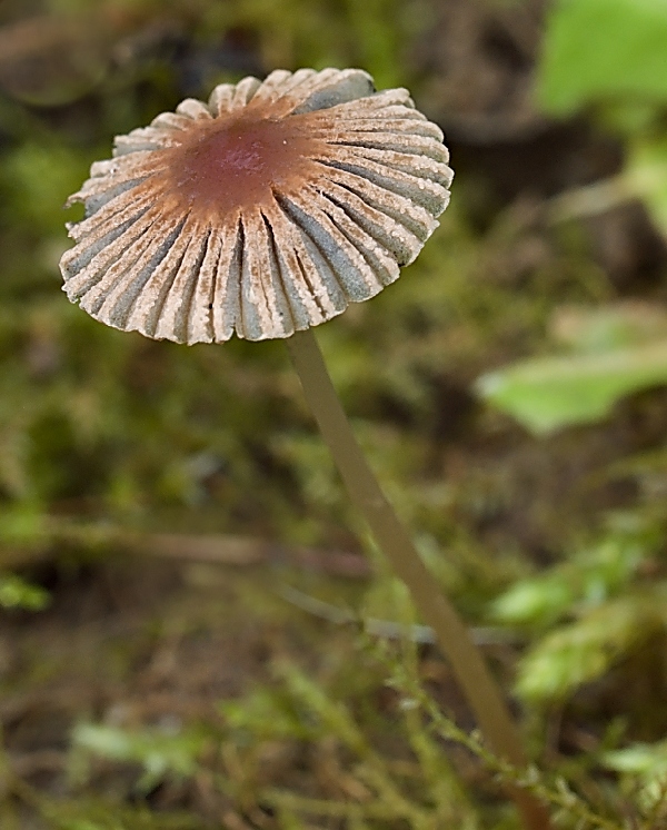 hnojník Parasola sp.