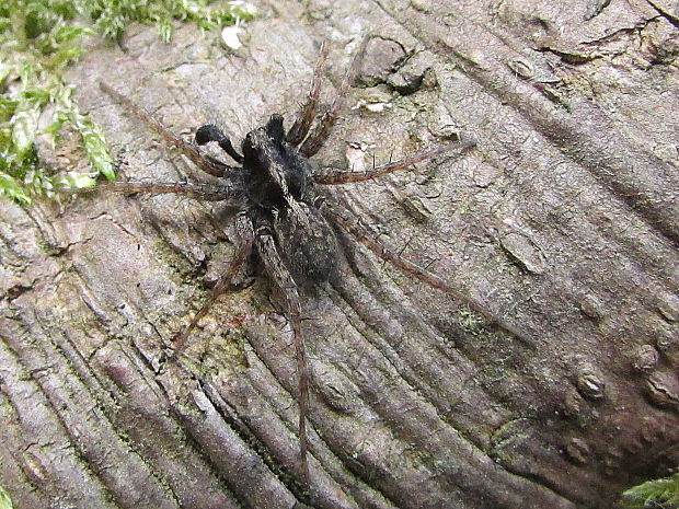 sliďák Pardosa sp.