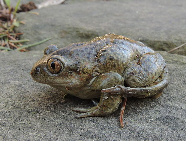 blatnice skvrnitá Pelobates fuscus