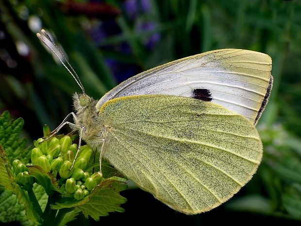 mlynárik kapustový (sk) / bělásek zelný (cz) Pieris brassicae Linnaeus, 1758