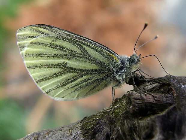 mlynárik repkový Pieris napi