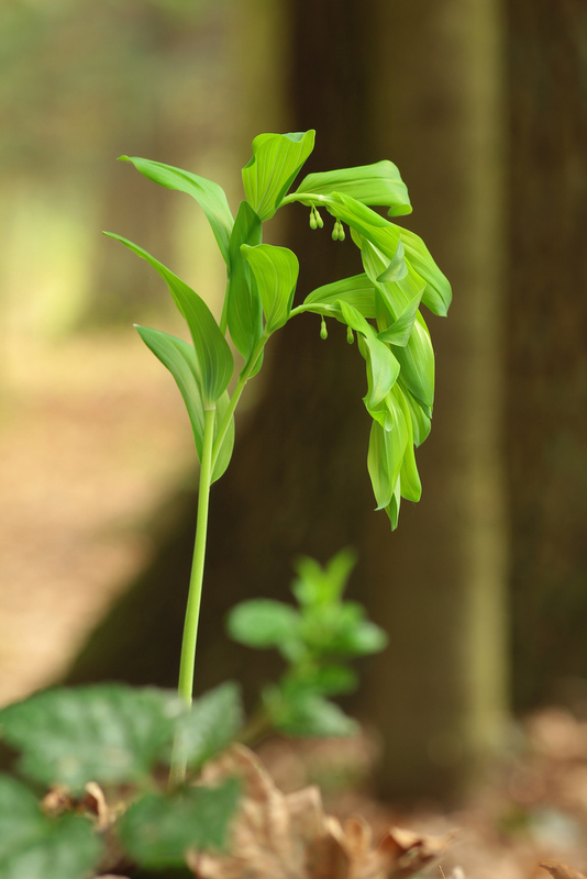 kokorík voňavý Polygonatum odoratum (Mill.) Druce