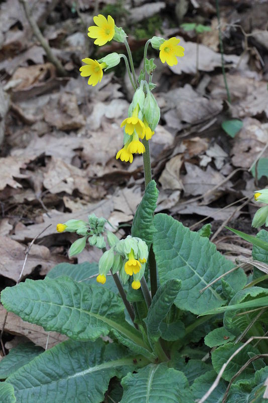 prvosienka jarná Primula veris L.