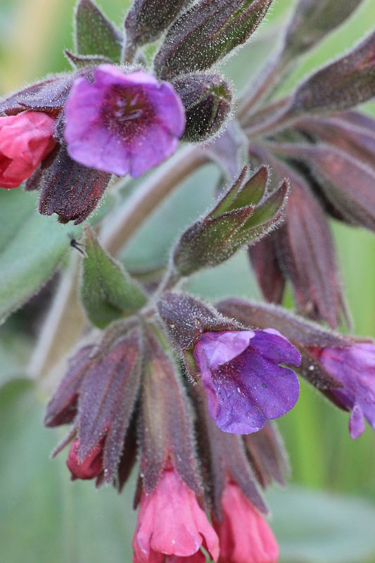 pľúcnik mäkký Pulmonaria mollis Wulfen ex Hornem.