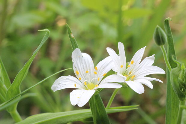 hviezdica veľkokvetá Stellaria holostea L.