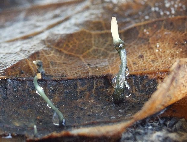 drevnatec Xylaria sp.